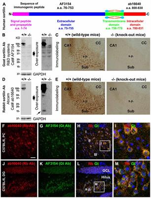 Sortilin Fragments Deposit at Senile Plaques in Human Cerebrum